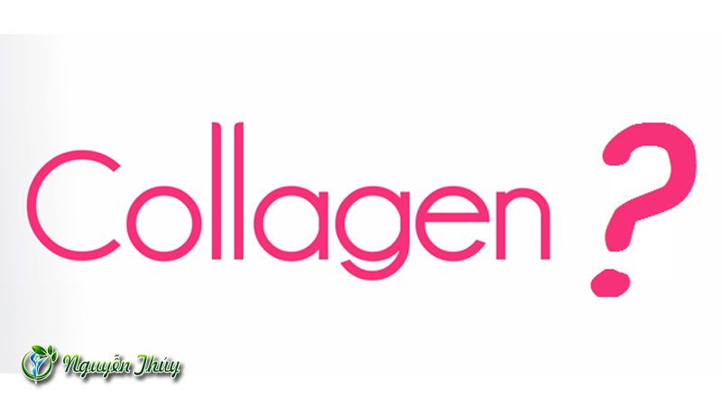 collagen-la-gi-nguyenthuybeauty